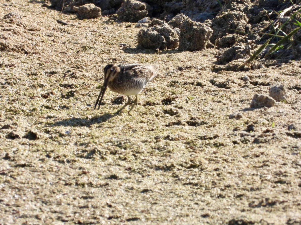 Wilson's Snipe - ML645337726
