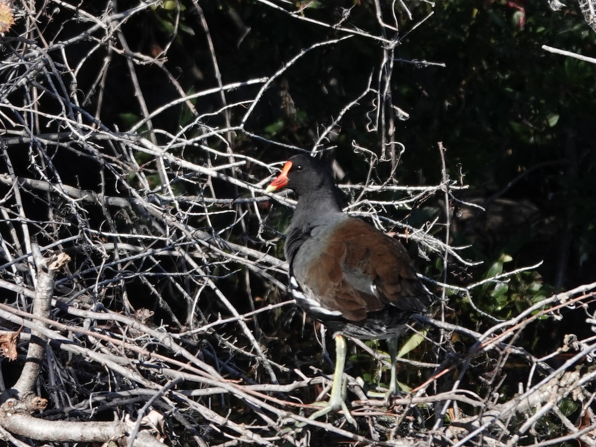 Курочка латиноамериканська - ML645337728