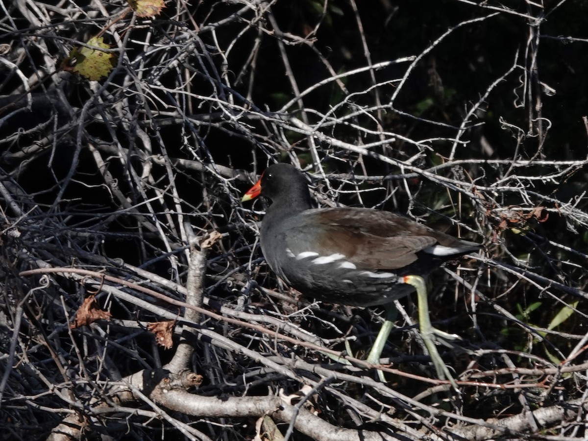 Курочка латиноамериканська - ML645337729