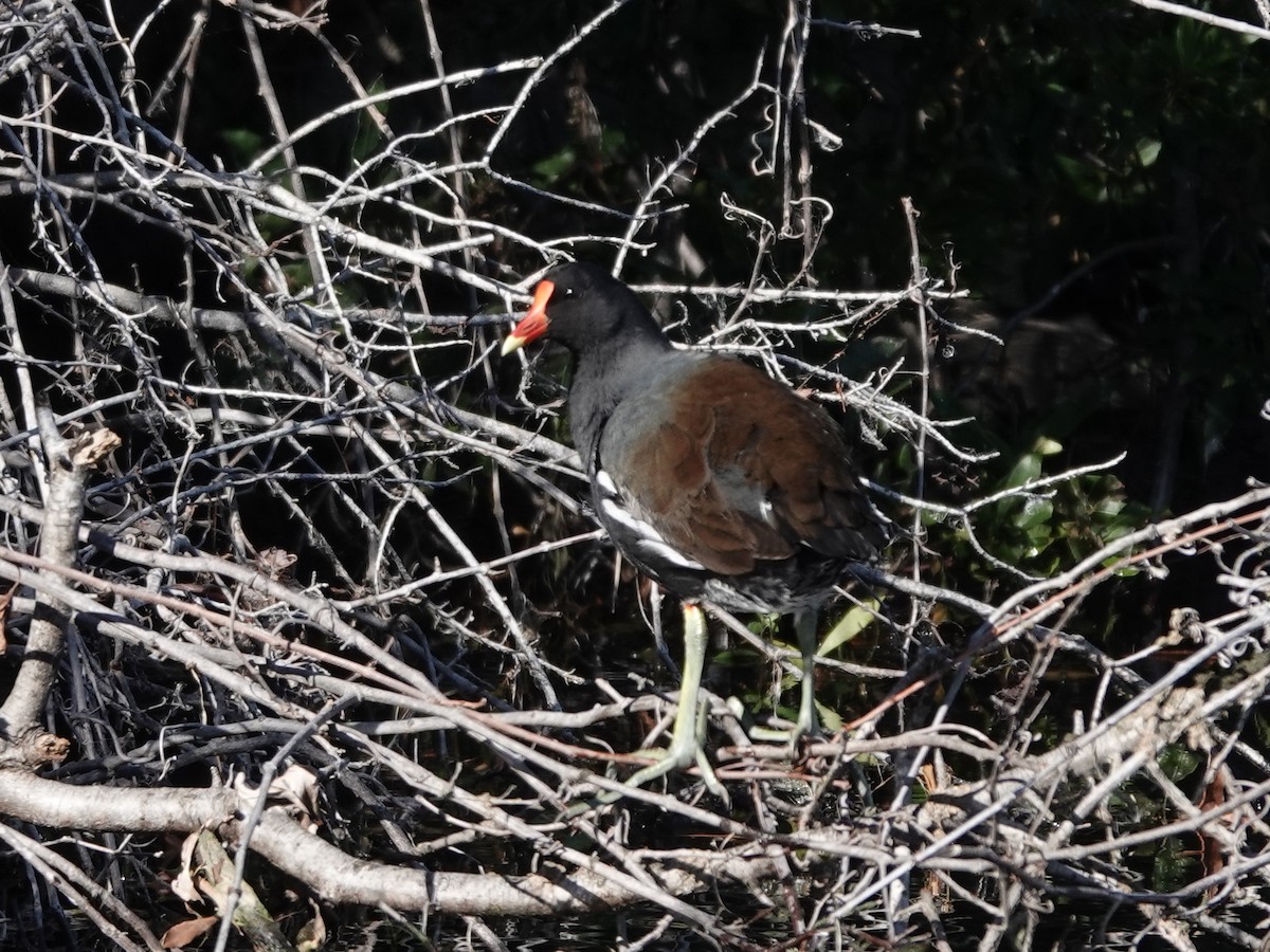 Курочка латиноамериканська - ML645337730