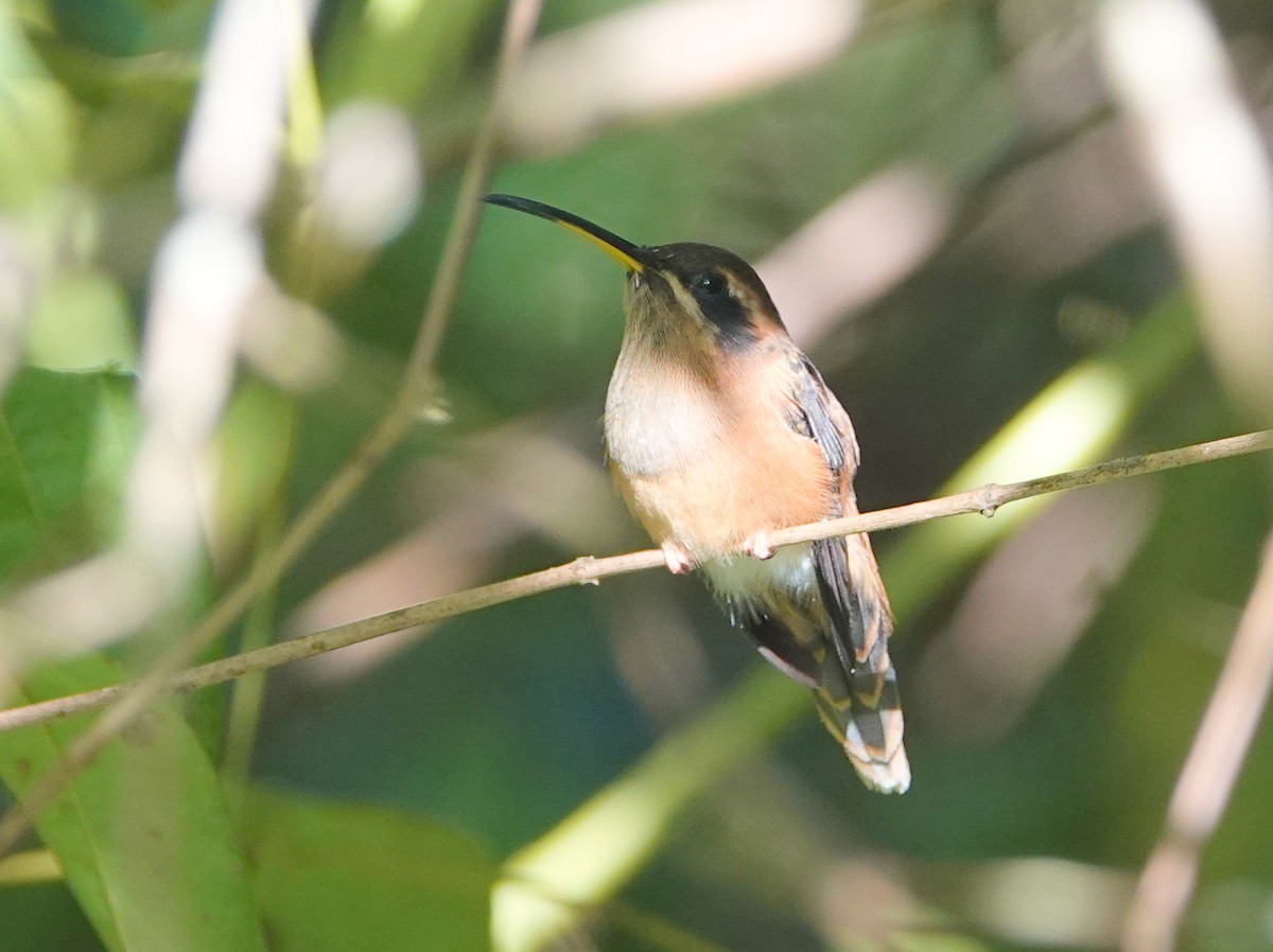 stripestrupeeremitt - ML645337731