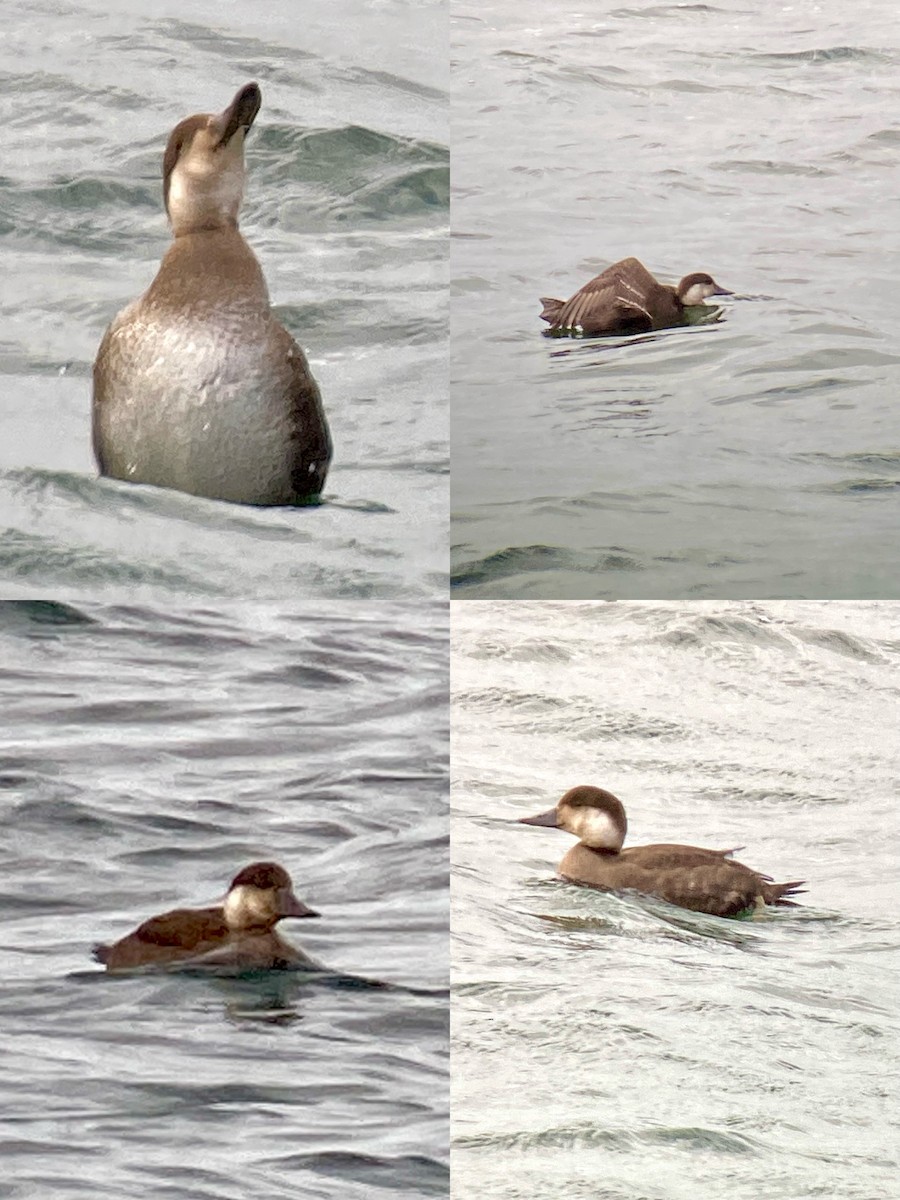 Common Scoter - ML645337732