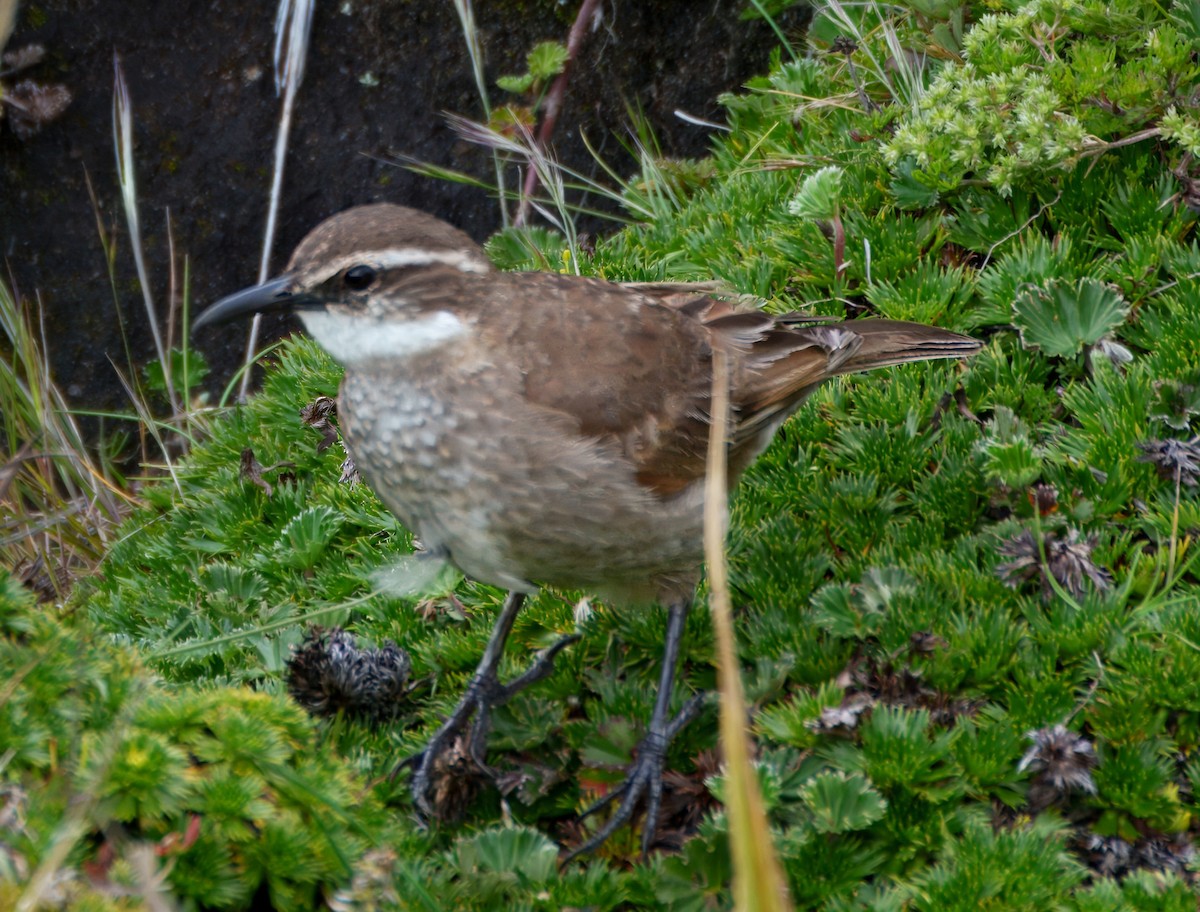 Stout-billed Cinclodes - ML645337733