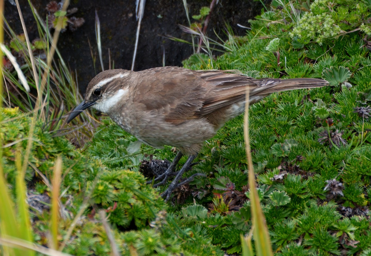 Stout-billed Cinclodes - ML645337734