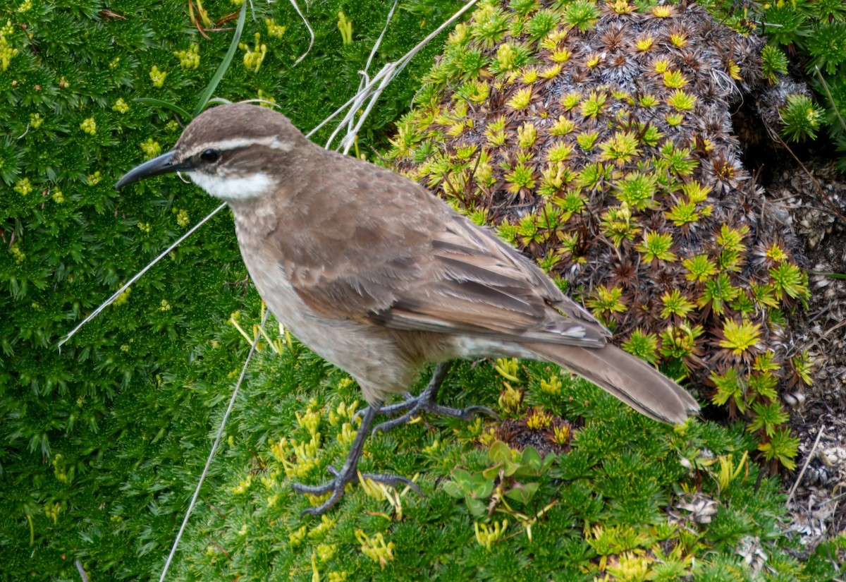 Stout-billed Cinclodes - ML645337735