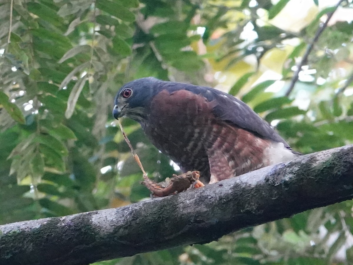 Double-toothed Kite - ML645337738