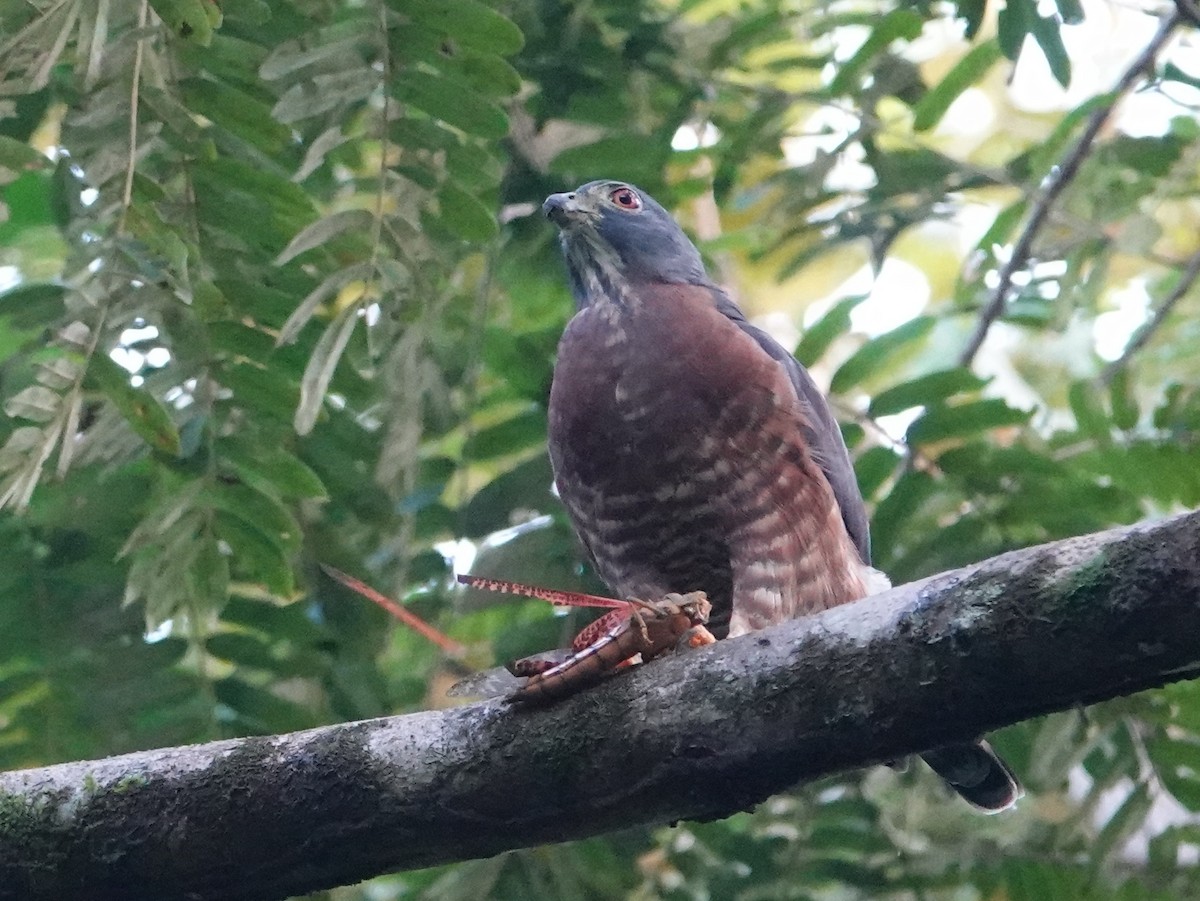 Double-toothed Kite - ML645337739