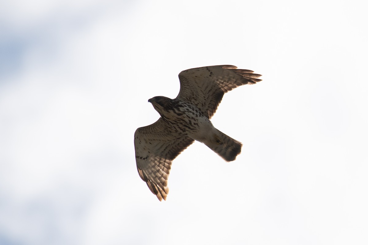 káně širokokřídlá - ML645337740