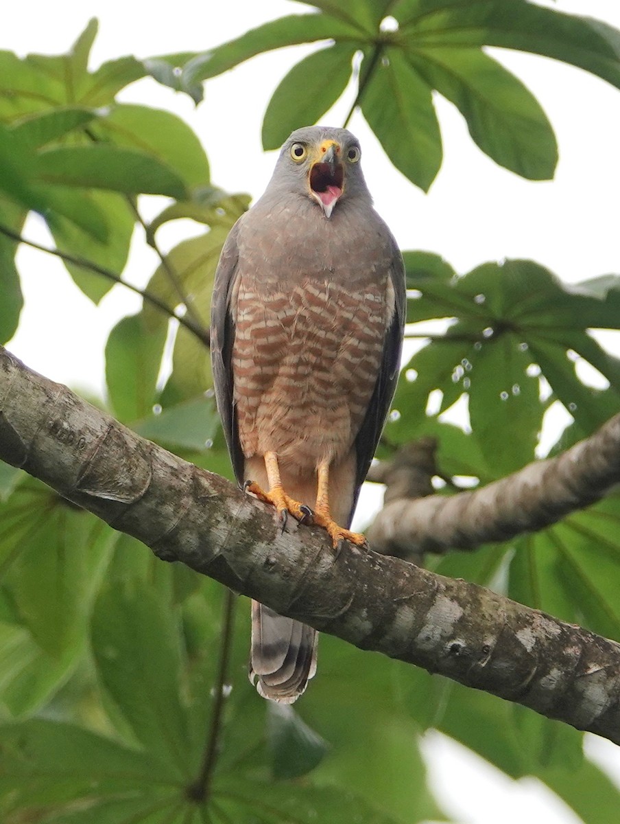 Roadside Hawk - ML645337748