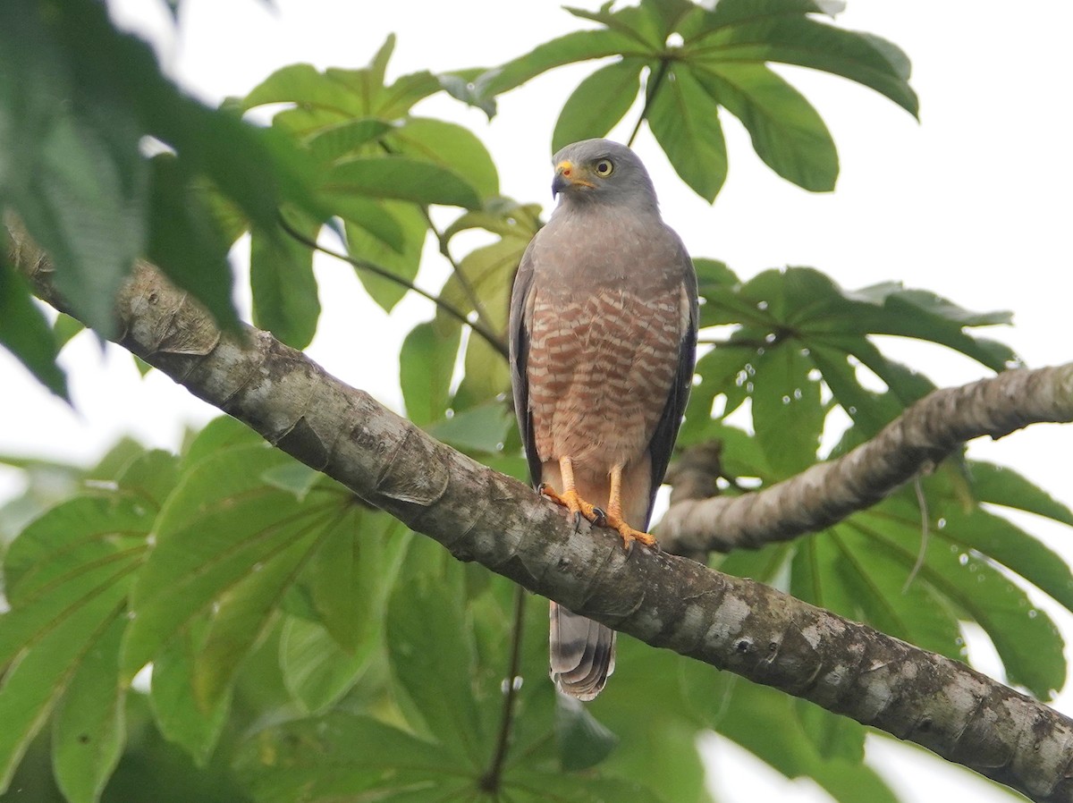 Roadside Hawk - ML645337749