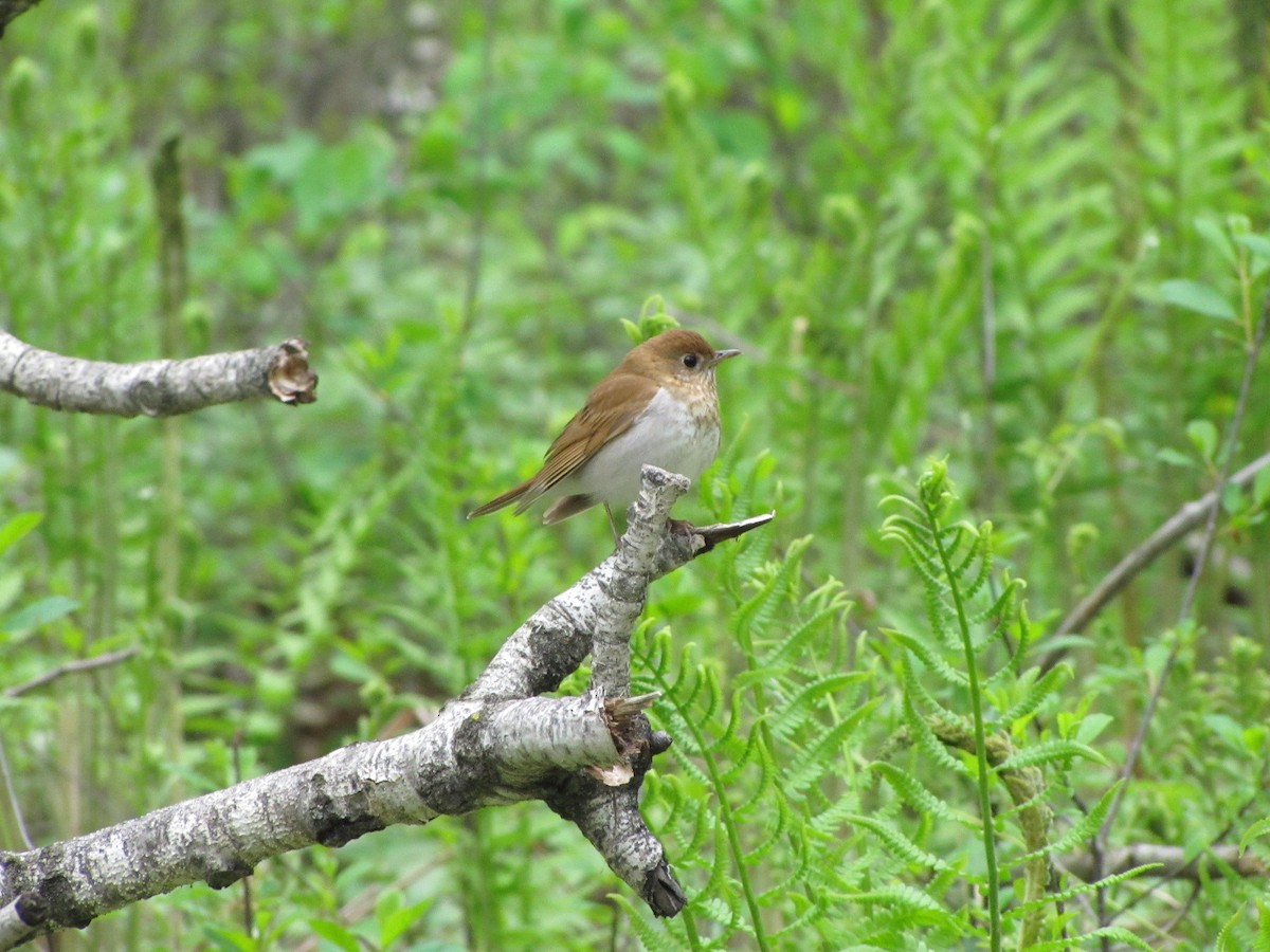 viriskogtrost - ML645337756