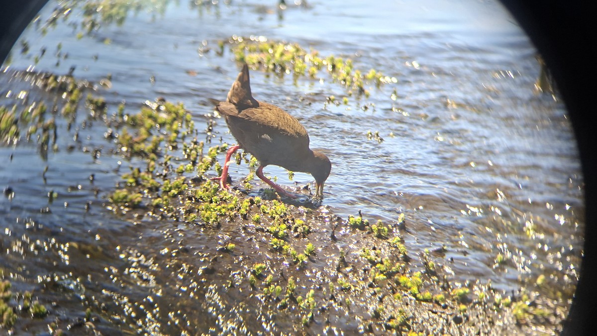 Plumbeous Rail - ML645337757