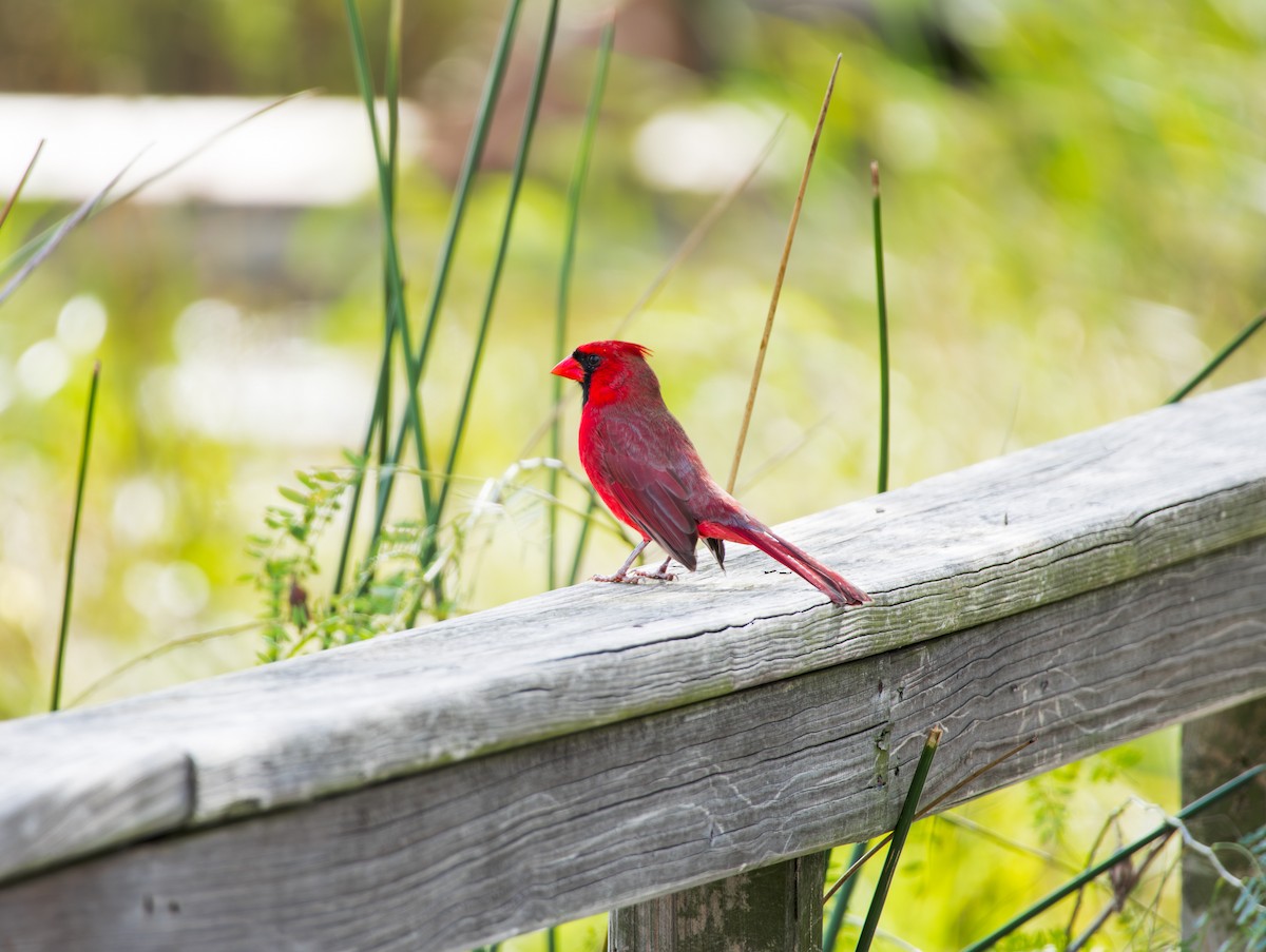 Northern Cardinal - ML645337769