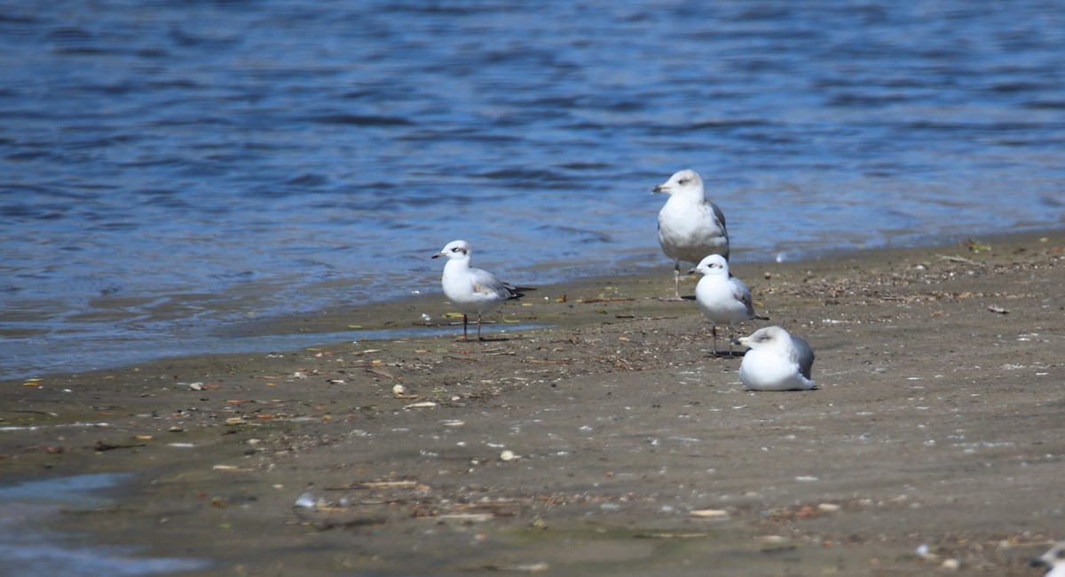 Mediterranean Gull - ML645337777