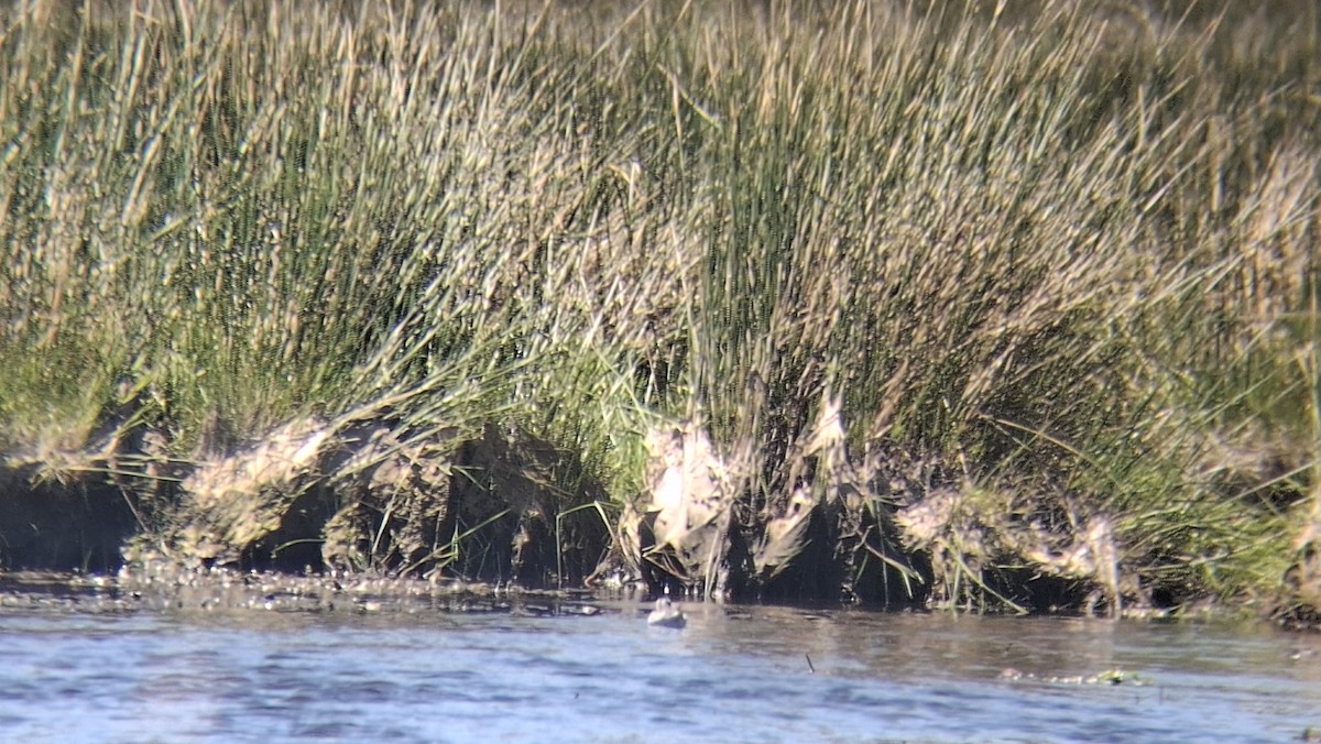Red Phalarope - ML645337783
