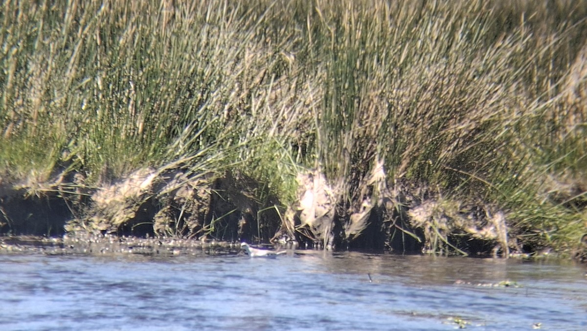 Red Phalarope - ML645337784