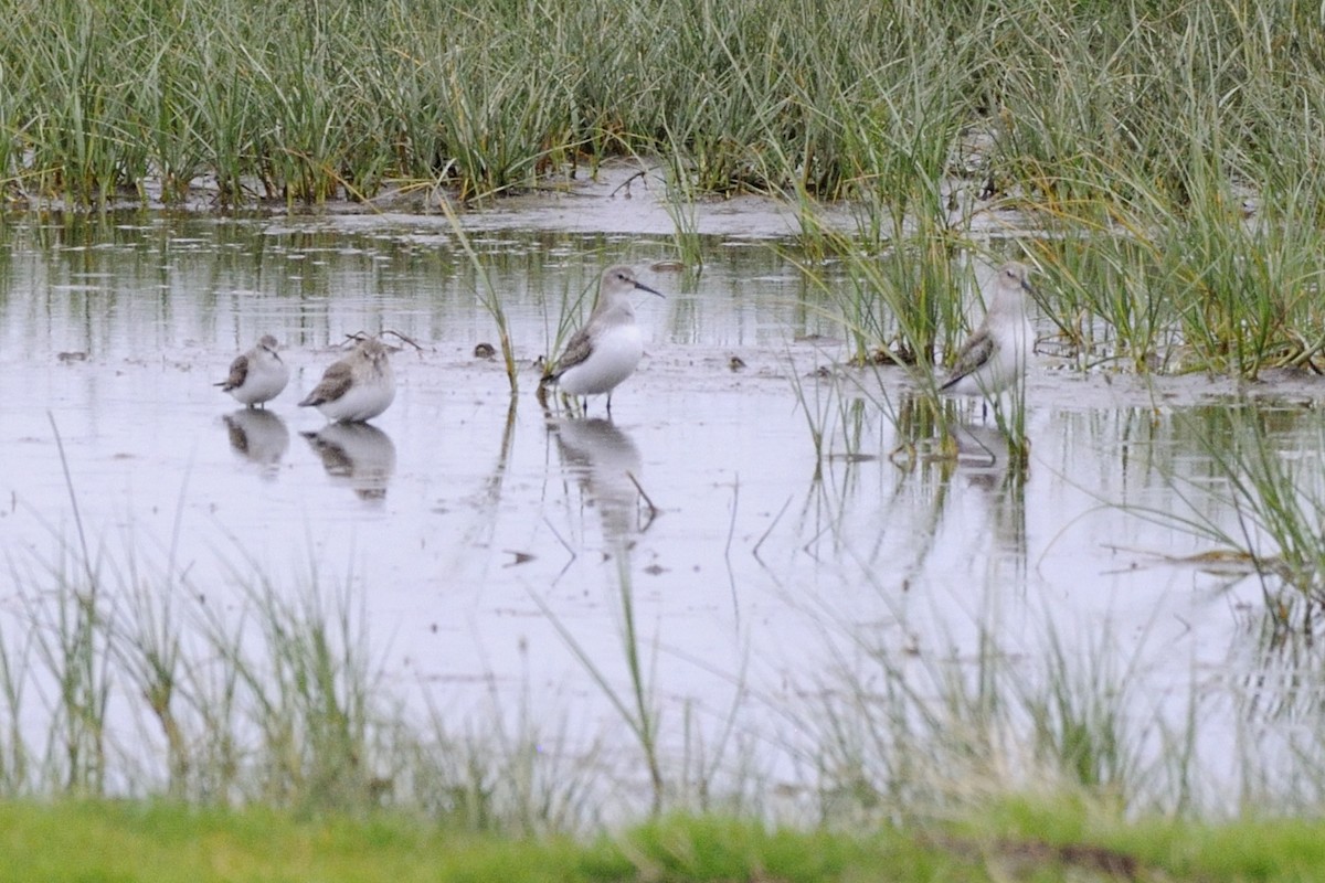 Dunlin - ML645337785