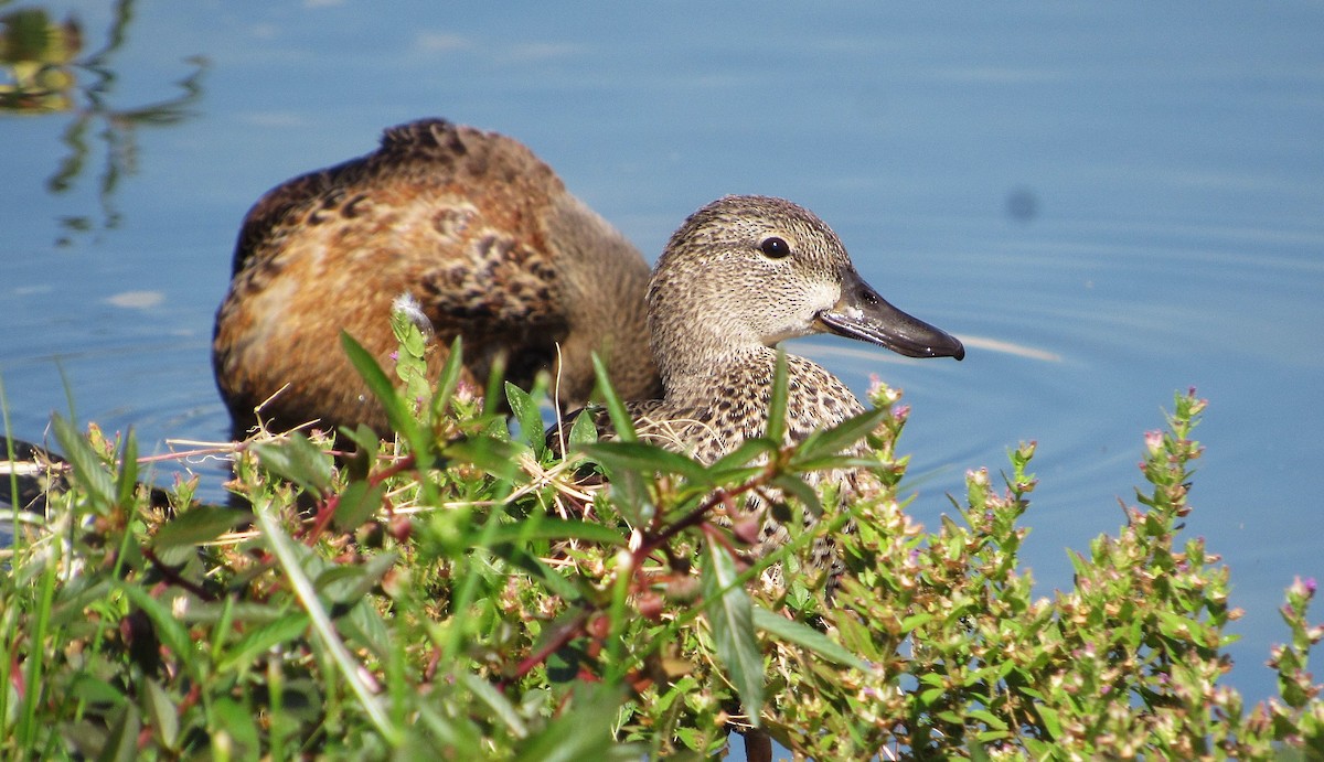 Zertzeta hegalurdina - ML645337786