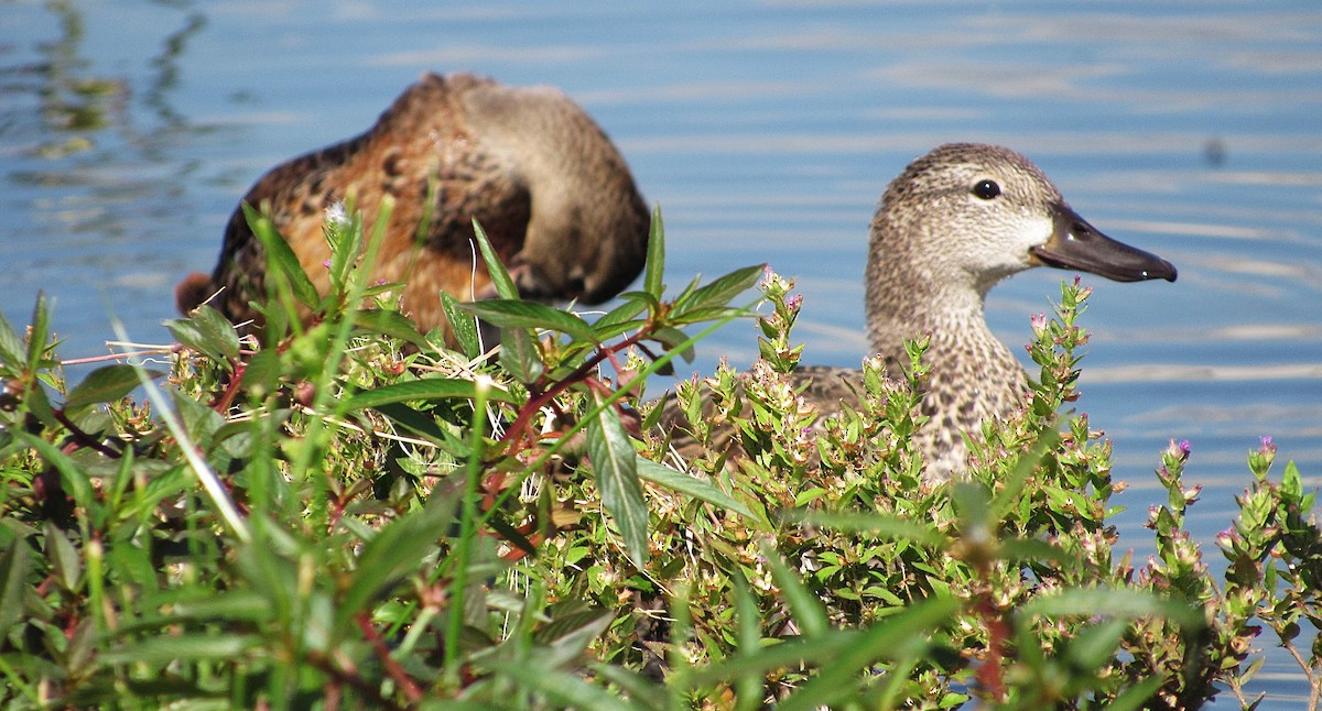 Zertzeta hegalurdina - ML645337787