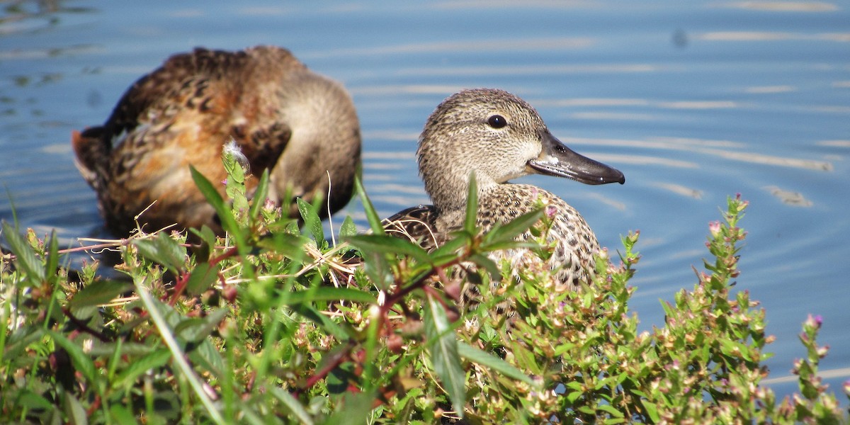 Zertzeta hegalurdina - ML645337788