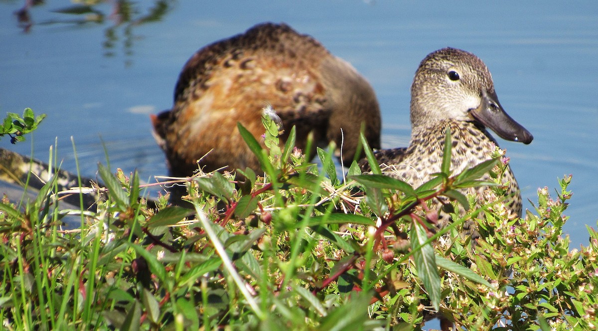 Zertzeta hegalurdina - ML645337789