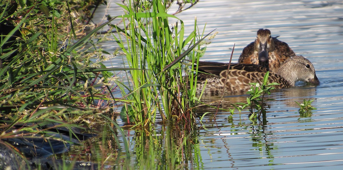 Zertzeta hegalurdina - ML645337790