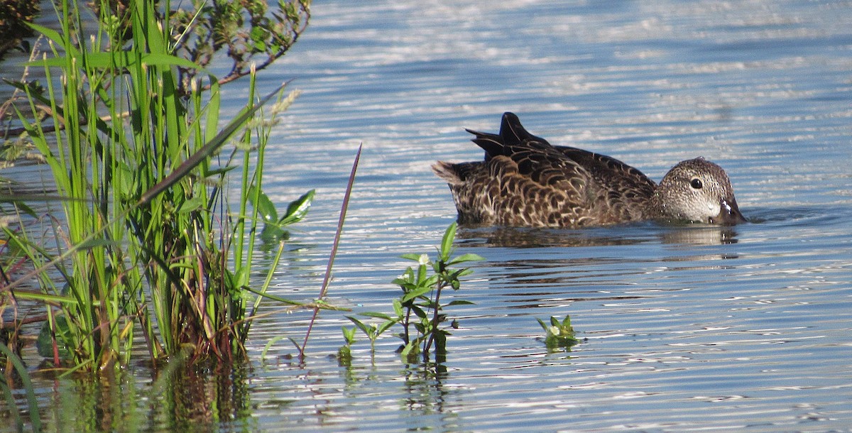 Zertzeta hegalurdina - ML645337791