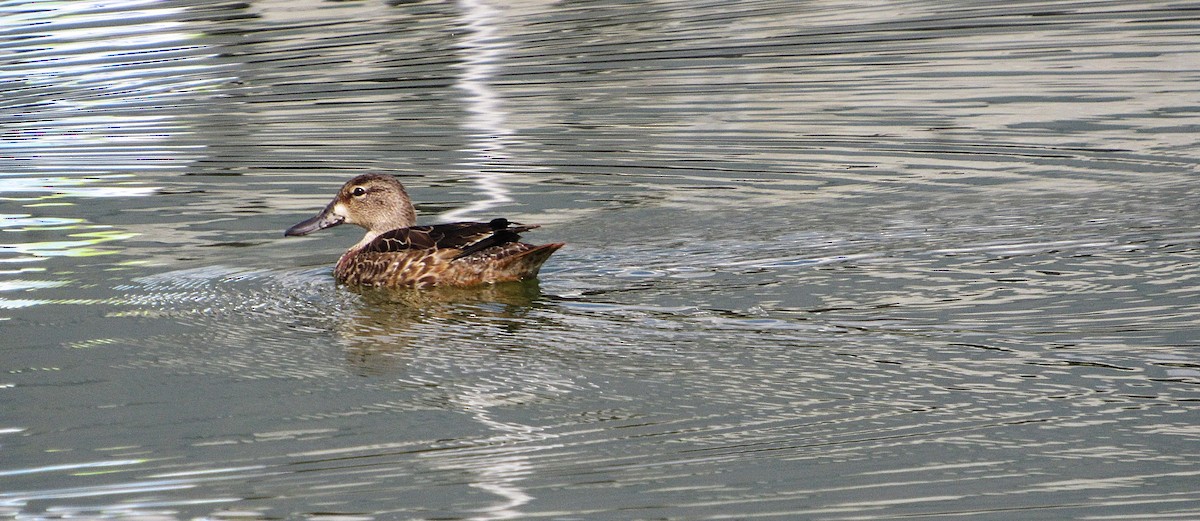 Zertzeta hegalurdina - ML645337792