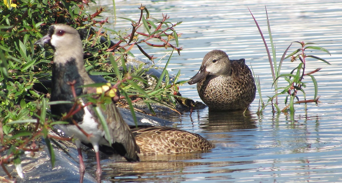 Zertzeta hegalurdina - ML645337793