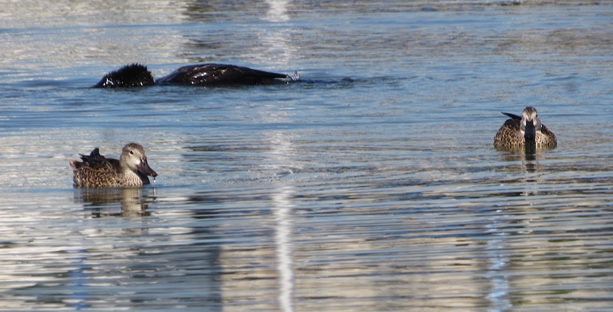 Zertzeta hegalurdina - ML645337794