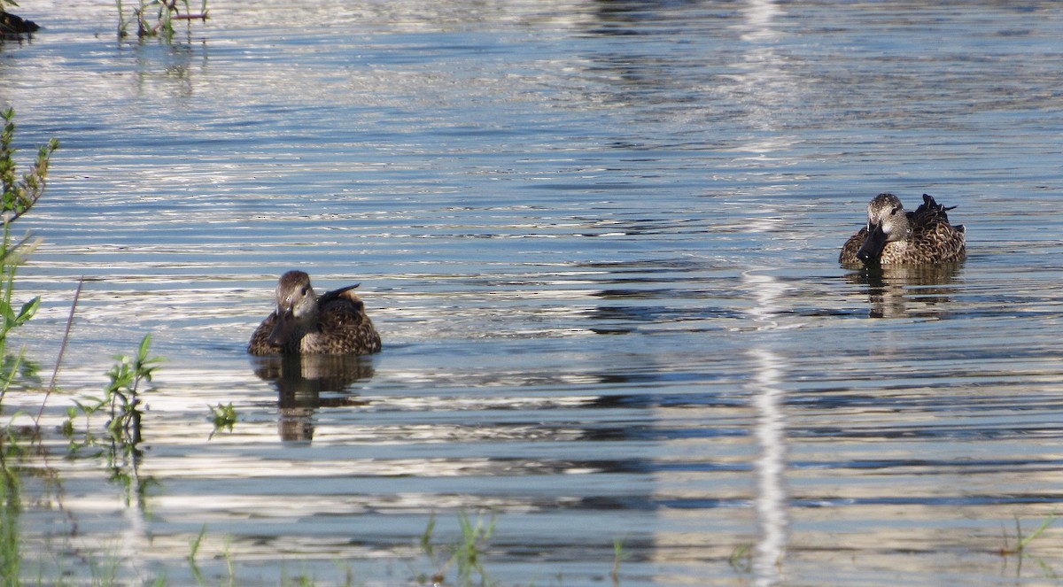 Zertzeta hegalurdina - ML645337795