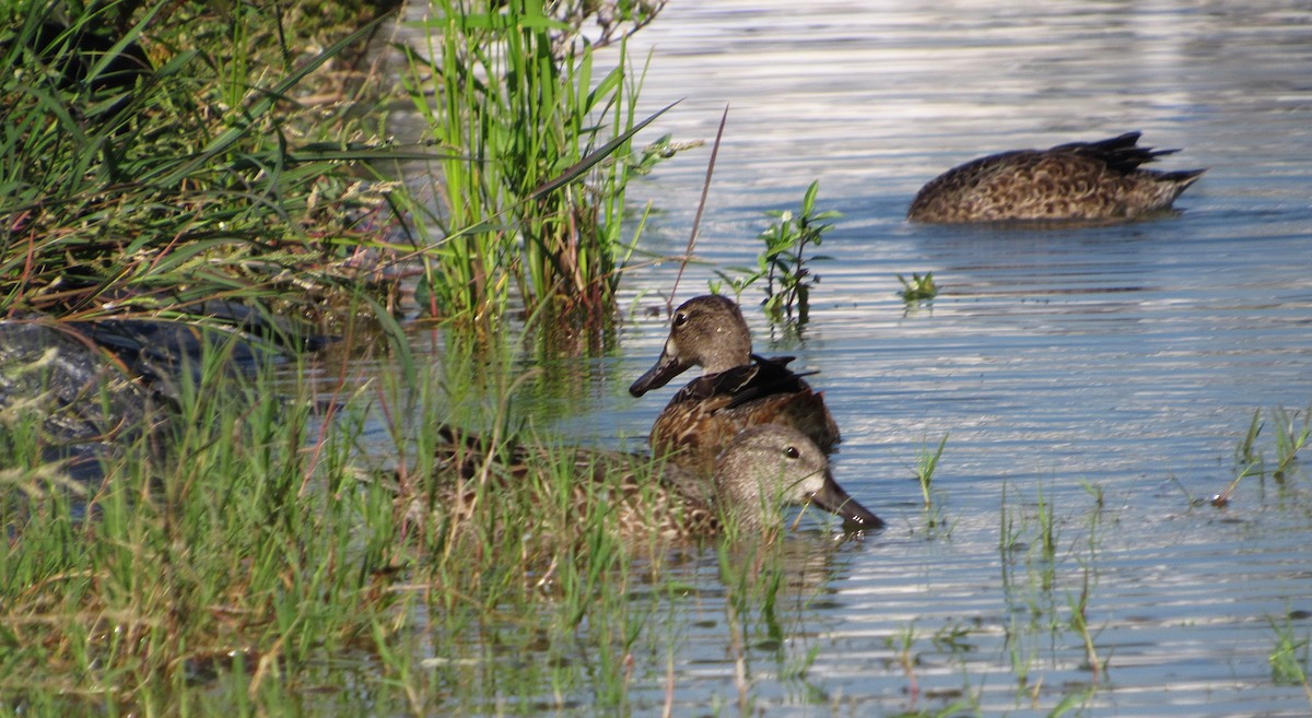 Zertzeta hegalurdina - ML645337796