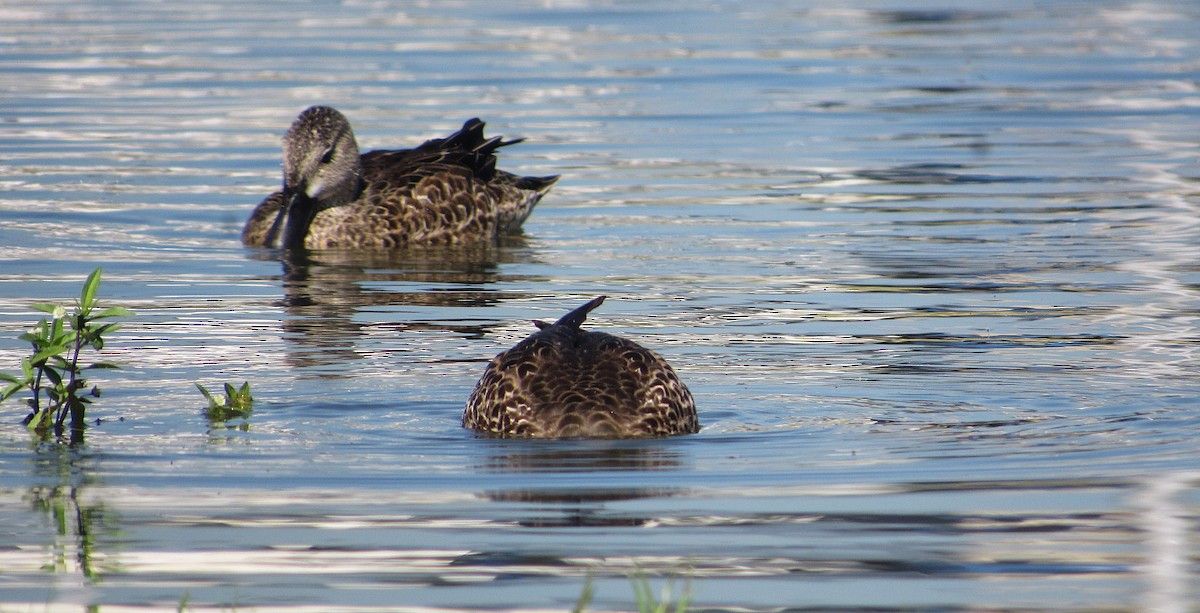 Zertzeta hegalurdina - ML645337797