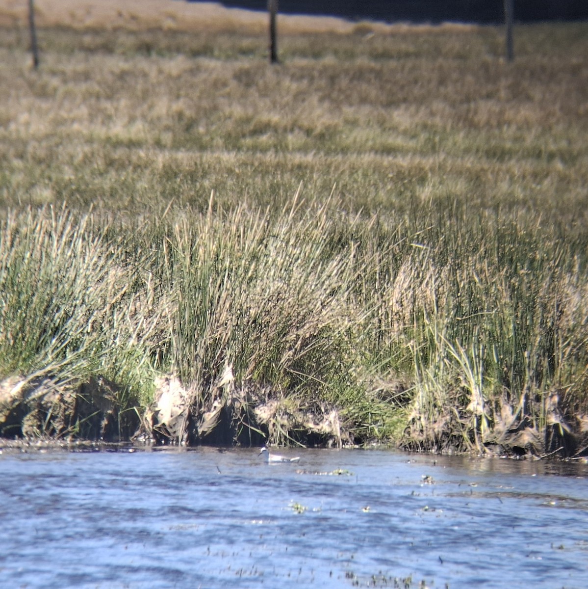 Red Phalarope - ML645337805