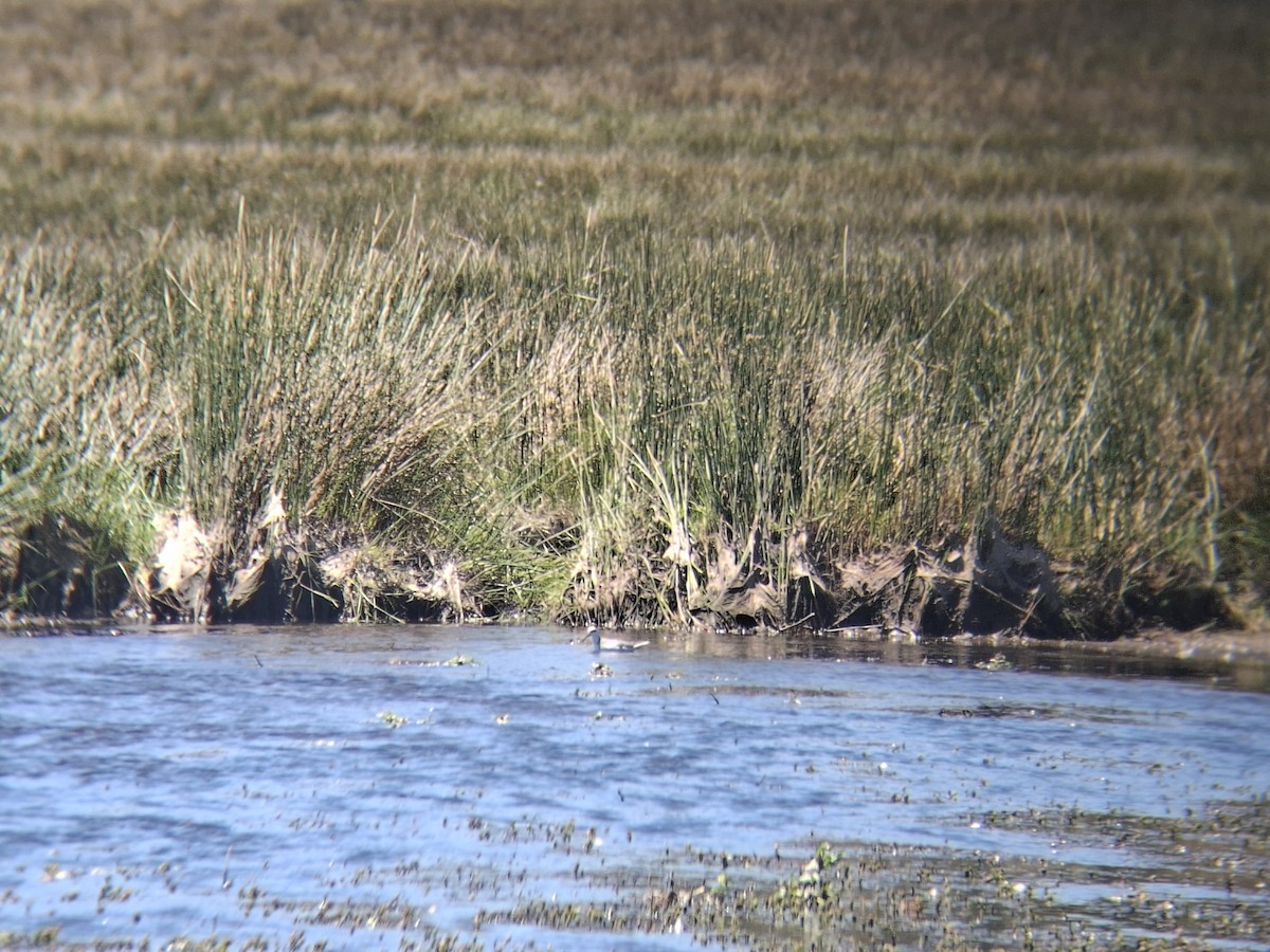 Red Phalarope - ML645337806