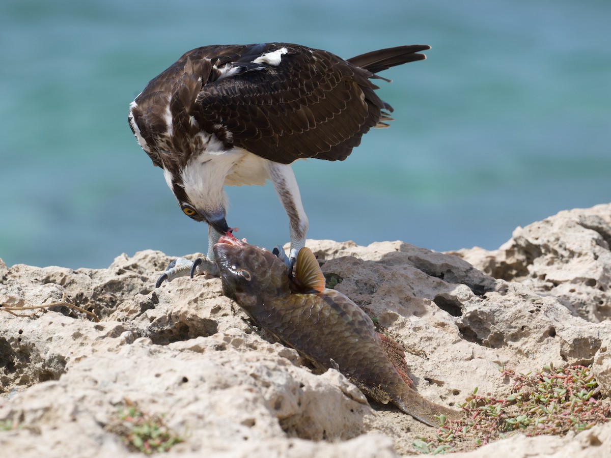 Osprey - ML645337815