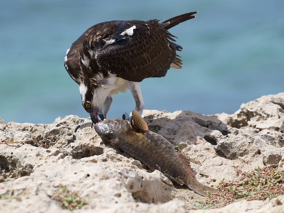 Osprey - ML645337816