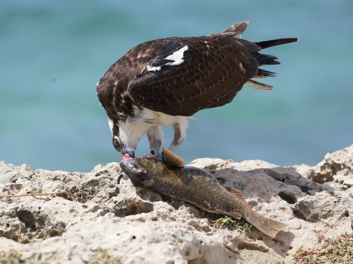 Osprey - ML645337817