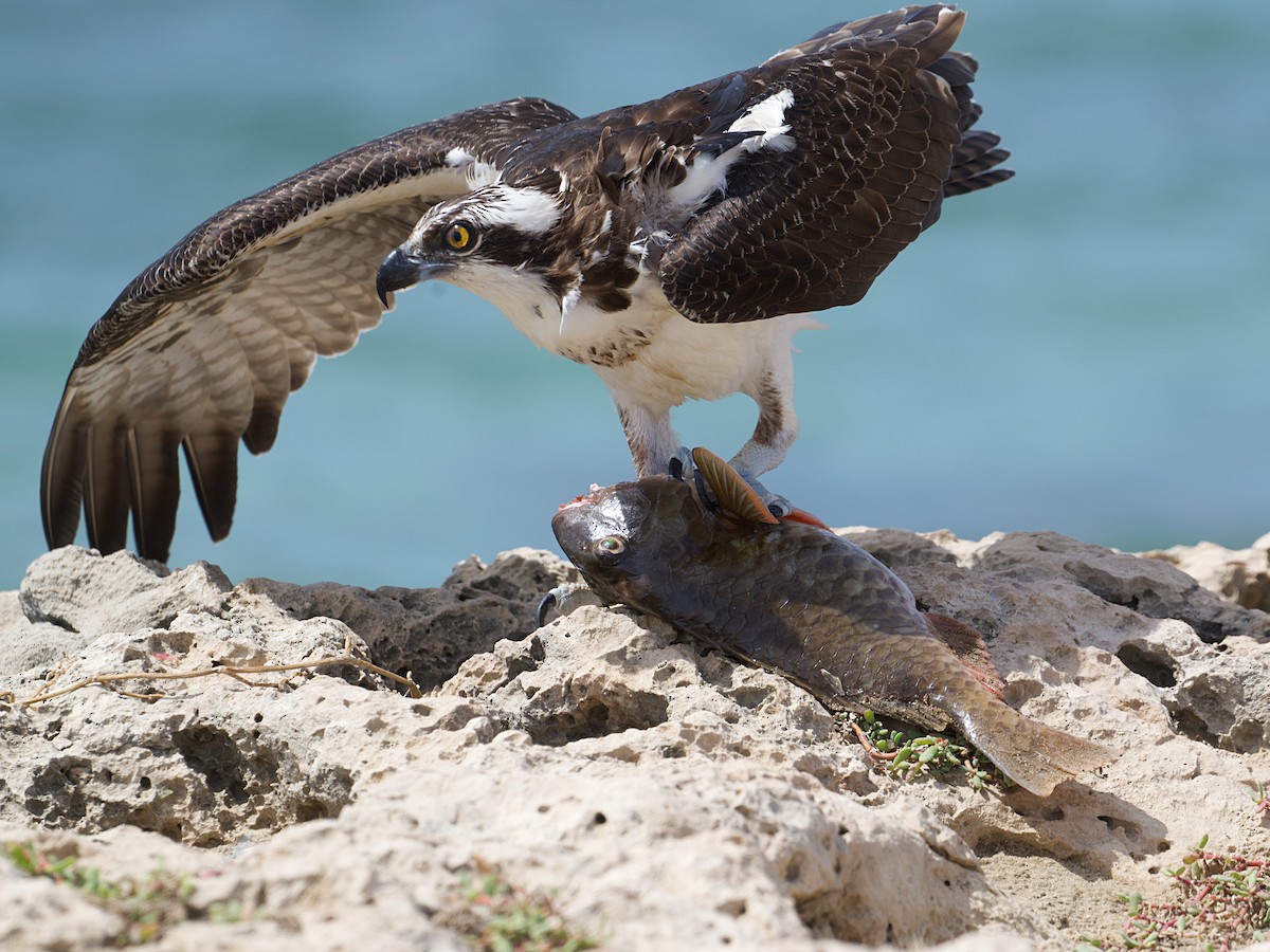 Osprey - ML645337818