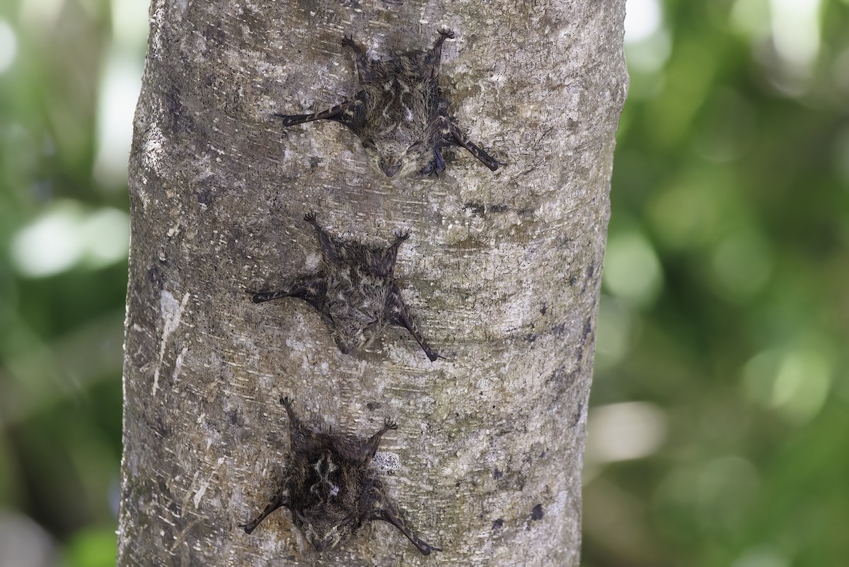 Animals - ML645337833