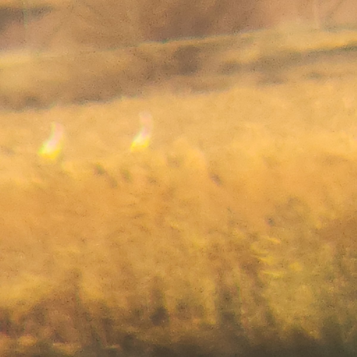 アメリカシロヅル - ML645337841