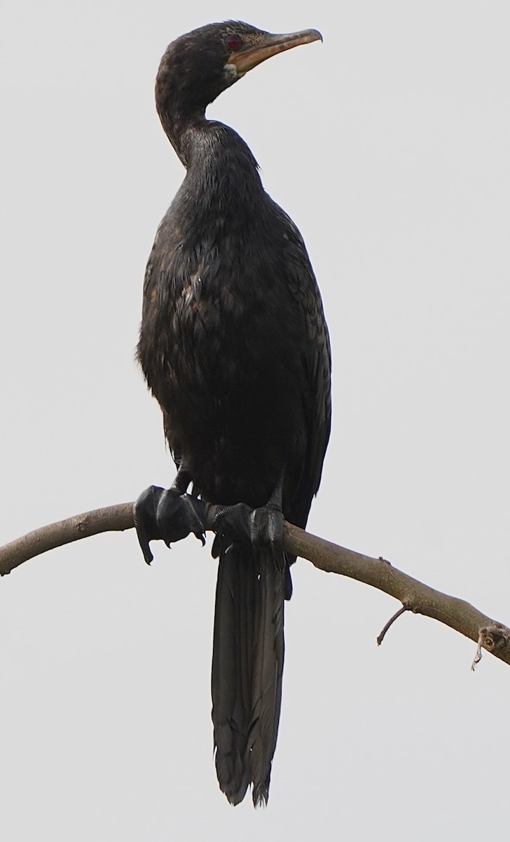 kormorán dlouhoocasý - ML645337854