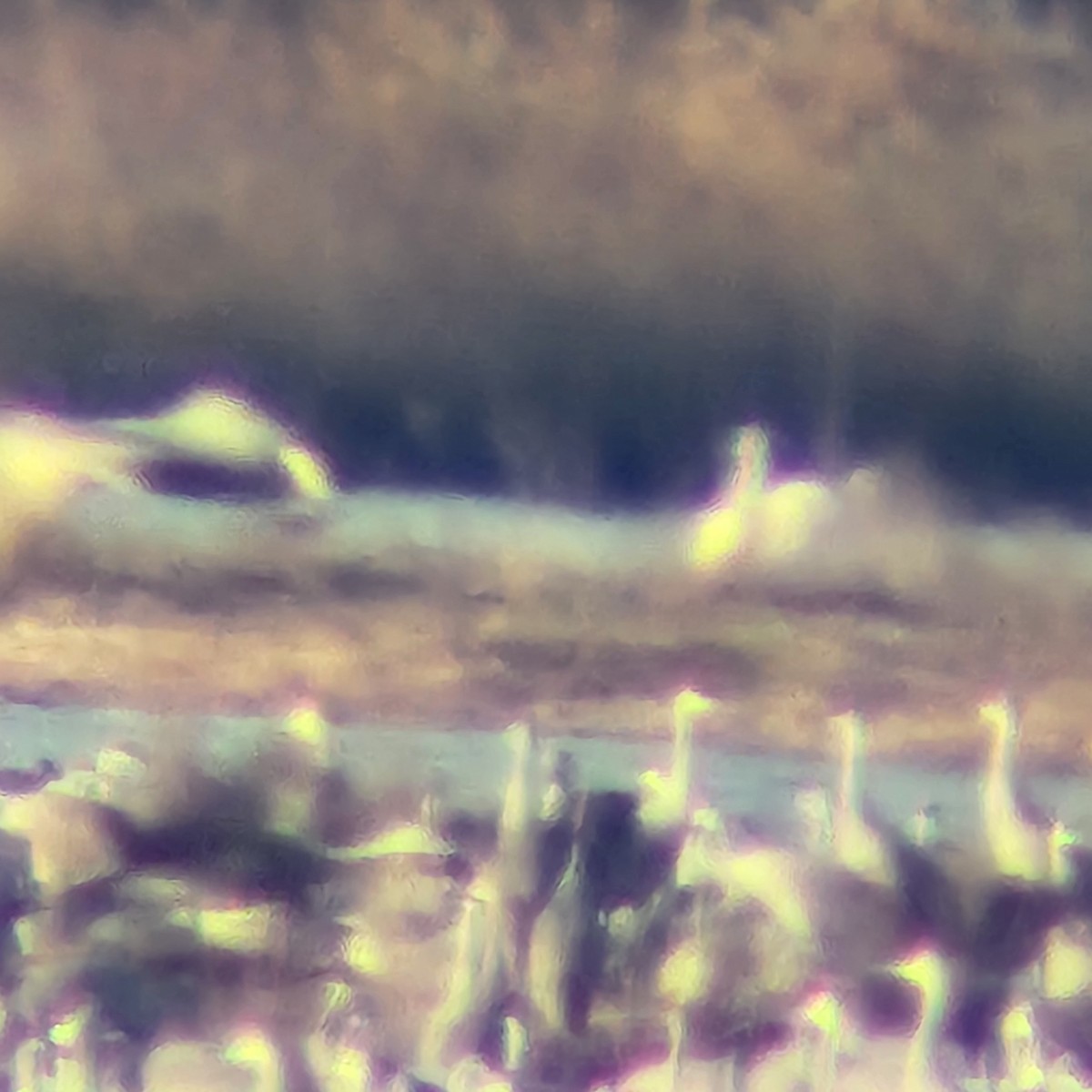 アメリカシロヅル - ML645337861