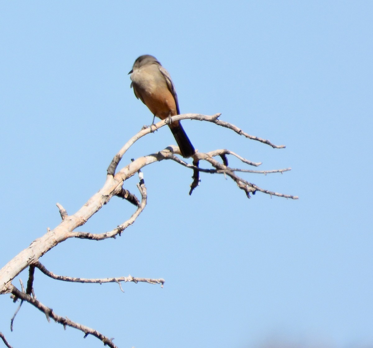Say's Phoebe - ML645337862