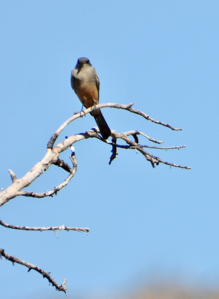 Say's Phoebe - ML645337863