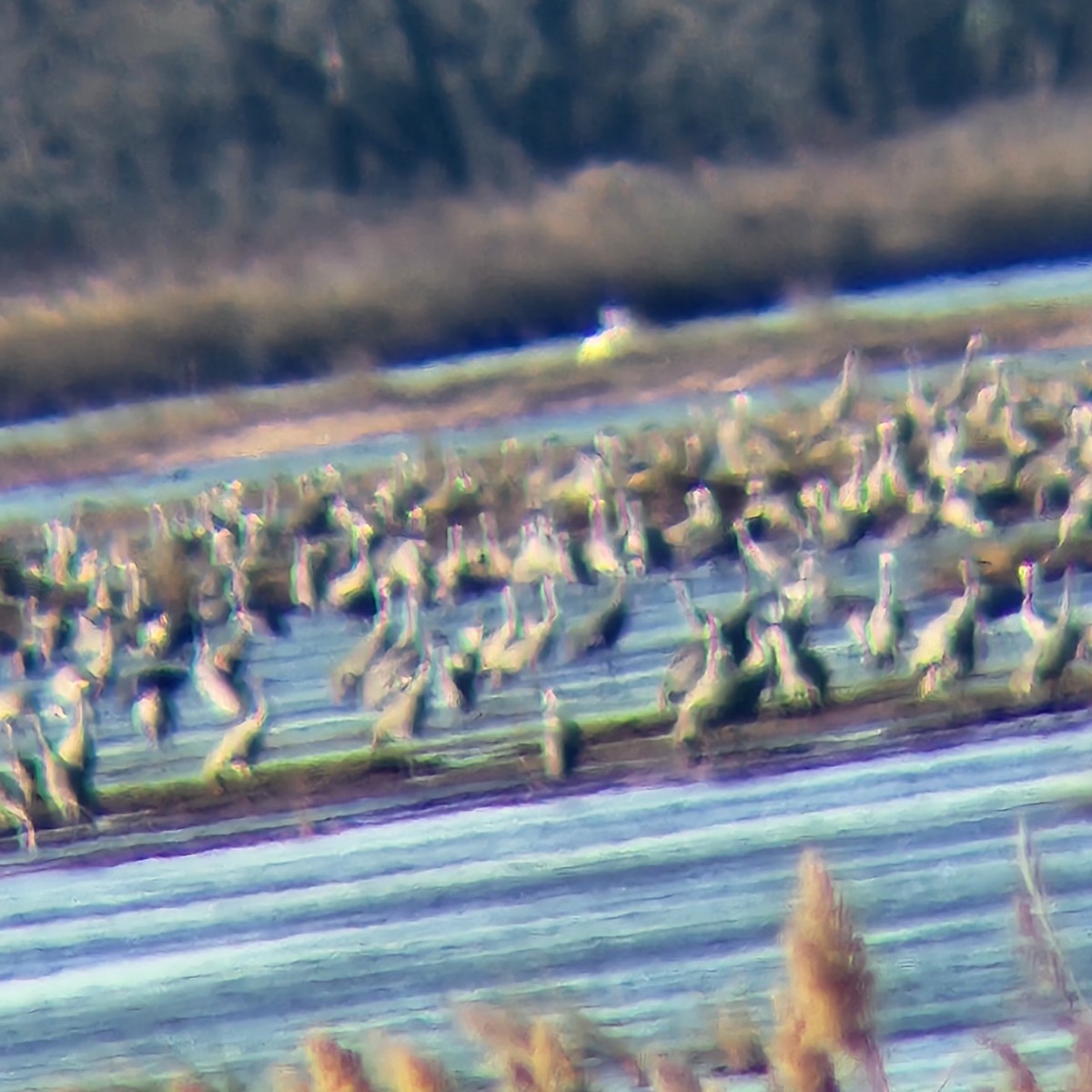 アメリカシロヅル - ML645337866