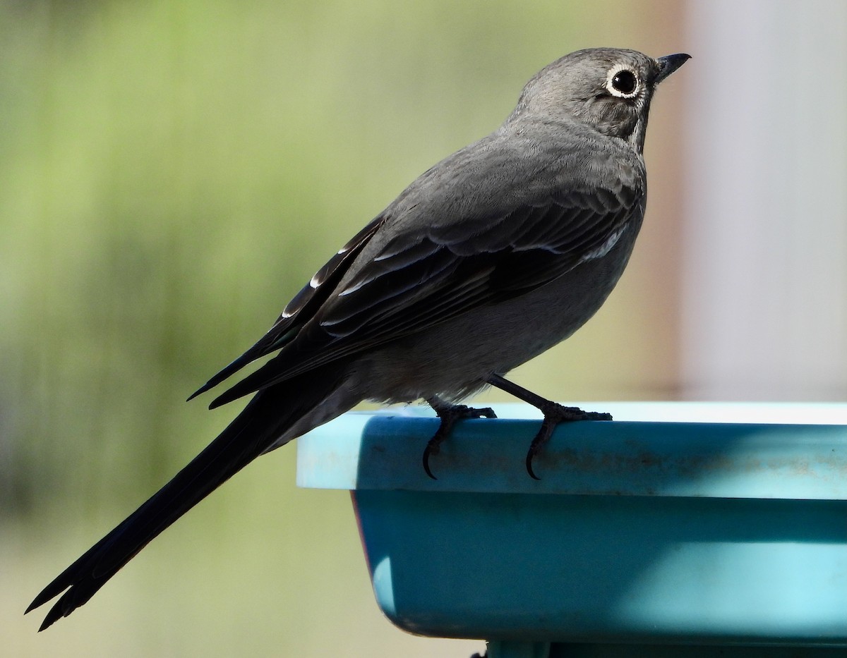 Townsend's Solitaire - ML645337867