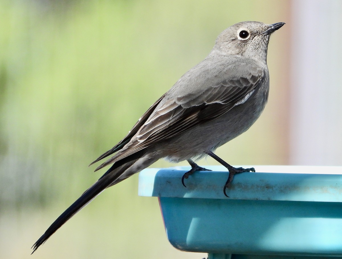 Townsend's Solitaire - ML645337868