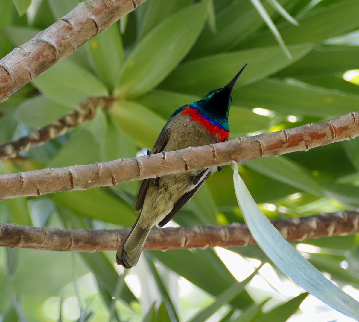 Güneyli Çift Kuşaklı Nektarkuşu - ML645337885