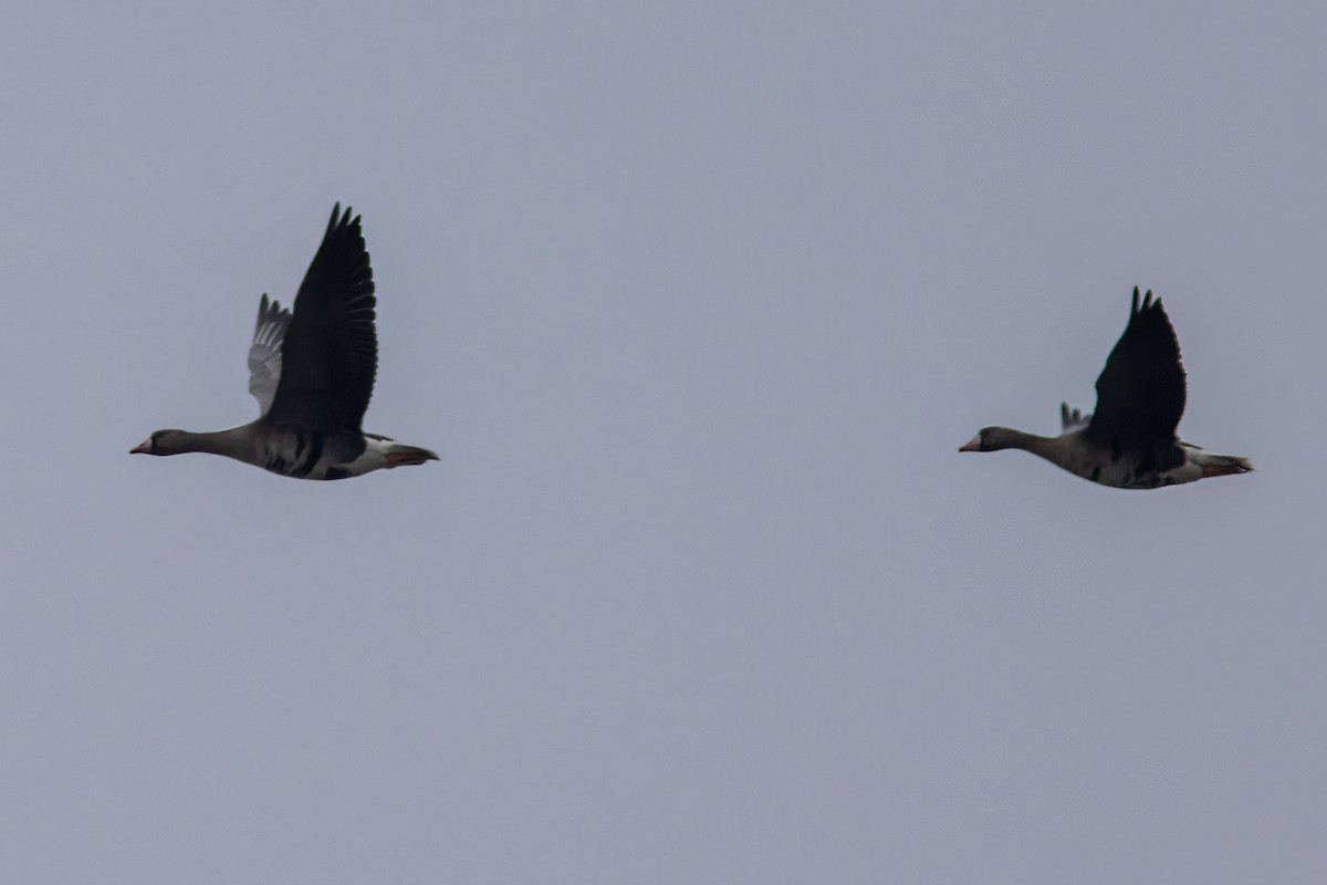 Greater White-fronted Goose (Eurasian) - ML645337898